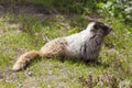 Wild Marmot in Mount Rainier National Park