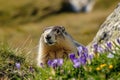 wild marmot in the spring mountains Royalty Free Stock Photo
