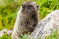 wild marmot standing against a small boulder