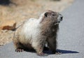 Wild marmot