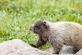 wild marmot walking over rocks in meadow