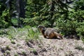 Wild Marmot