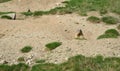 Wild marmots in the alpine meadow