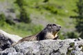 Wild marmotte Royalty Free Stock Photo