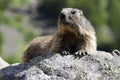 Wild marmotte Royalty Free Stock Photo
