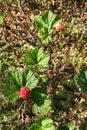 Wild marsh berry cloudberry ripened in forest swamp in middle of summer