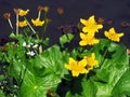 Wild marsh marigold flowers