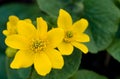 Wild Marsh Marigold flowers in the Spring