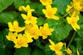 Wild Marsh Marigold  flowers in the Spring Royalty Free Stock Photo