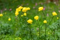 Wild Marsh Marigold Flowers on a Sunny Spring Day Royalty Free Stock Photo