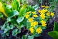 Wild marsh marigold yellow flowers near a lake