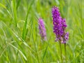 Wild marsh orchids