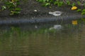 Marsh Sandpiper in shallow water