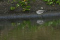 Marsh Sandpiper in Taiwan