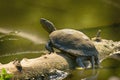 Wild marsh turtle in the pond