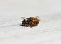 Wild mason solitary bees mating macro