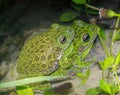 Wild Mating breeding pair of male and female barking tree frogs - Dryophytes gratiosus Royalty Free Stock Photo