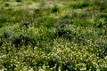 The wild meadow blooms with small white flowers.