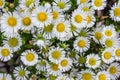 Wild meadow camomile daisies Royalty Free Stock Photo