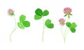 Wild meadow clover flowers set. Blooming herbal plant vector illustration Royalty Free Stock Photo