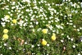 Wild meadow with dandelions and daisies Royalty Free Stock Photo