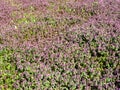 Wild meadow with dense purple flowers in spring Royalty Free Stock Photo