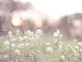 Blooming Splendor: Captivating Wild Meadow Flowers in a Spring Field Royalty Free Stock Photo