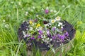 Wild meadow flowers in the grass with a bright butterfly sitting on them, summer concept Royalty Free Stock Photo