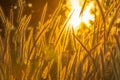 Wild meadow golden flowers on sunlight background.  Silvergrass, is a species of flowering plant in the grass family poaceae, Royalty Free Stock Photo