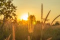 Wild meadow golden flowers on sunlight background.  Silvergrass, is a species of flowering plant in the grass family poaceae, Royalty Free Stock Photo