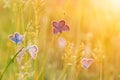 Wild meadow grass and many butterflies in nature macro shot