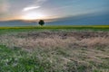Wild meadow and a lonely tree on the horizon Royalty Free Stock Photo