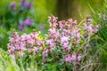 Wild meadow medical herbs: Deadnettle or Lamium