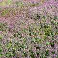 Wild meadow overgrown by purple flowers in spring Royalty Free Stock Photo