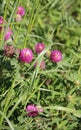 Wild meadow pink clover flower in green grass in field in natural soft sunlight, Autumn outdoor vintage photo Royalty Free Stock Photo