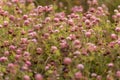 Wild meadow pink clover flower in green grass in field in natural soft sunlight. Clover Field in Sunset Light. Royalty Free Stock Photo