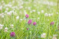 Wild meadow pink clover flower in green grass in field in natural soft sunlight, Summer season,Autumn outdoor vintage Royalty Free Stock Photo