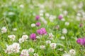 Wild meadow pink clover flower in green grass in field in natural soft sunlight, Summer season,Autumn outdoor vintage Royalty Free Stock Photo
