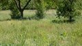 wild meadow with poppies in the background bushes and trees Royalty Free Stock Photo