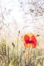 Wild meadow with poppy flowers, nature background. Royalty Free Stock Photo