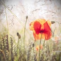 Wild meadow with poppy flowers, nature background. Royalty Free Stock Photo