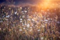 Wild meadow in sunset sunlight background. Summer field background Royalty Free Stock Photo