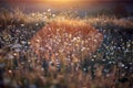 Wild meadow in sunset sunlight background. Summer field background Royalty Free Stock Photo