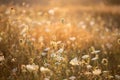 Wild meadow in sunset sunlight background. Summer field background Royalty Free Stock Photo