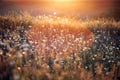 Wild meadow in sunset sunlight background. Summer field background Royalty Free Stock Photo