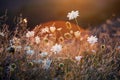 Wild meadow in sunset sunlight background. Summer field background Royalty Free Stock Photo
