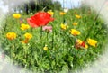 Wild Meadow with a vibrant red poppy surrounded by grassland and yellow flowers Royalty Free Stock Photo