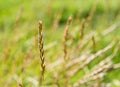 Wild meadow wheat