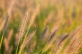 Wild meadow wheat grass close-up Royalty Free Stock Photo