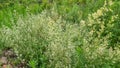 Wild white flowers among green grass Royalty Free Stock Photo